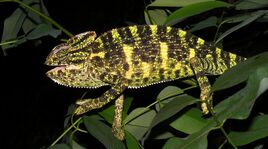 Chamaeleo zeylanicus