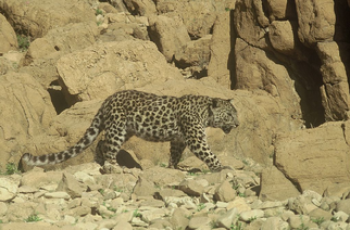 Leopardo del sinai