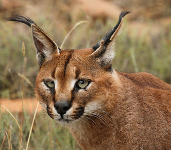 Caracal 1