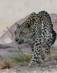 Leopardo arabe 9