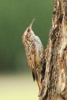 Certhia brachydactyla (Madrid, Spain) 001.jpg