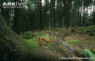 Eliomys quercinus habitat