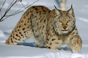 Lince boreal 6