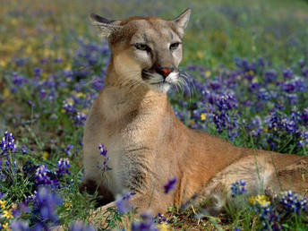 Puma 1.png