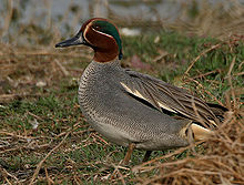 220px-Common Teal (Anas crecca) near Hodal, Haryana W IMG 6512