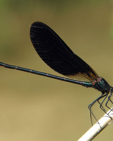 Caballito Del Diablo De Alas Negras Wiki Reino Animalia Fandom