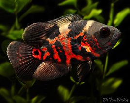 Oscar