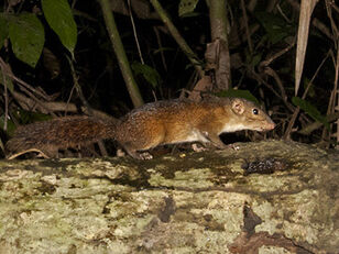 Shrew-faced-ground-squirrel 6219