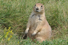 Black-tailed.prairie.dog.c.ludovicianus.wy.crook.11.4