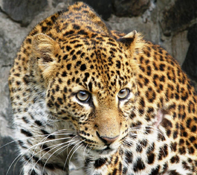 Leopardo de java