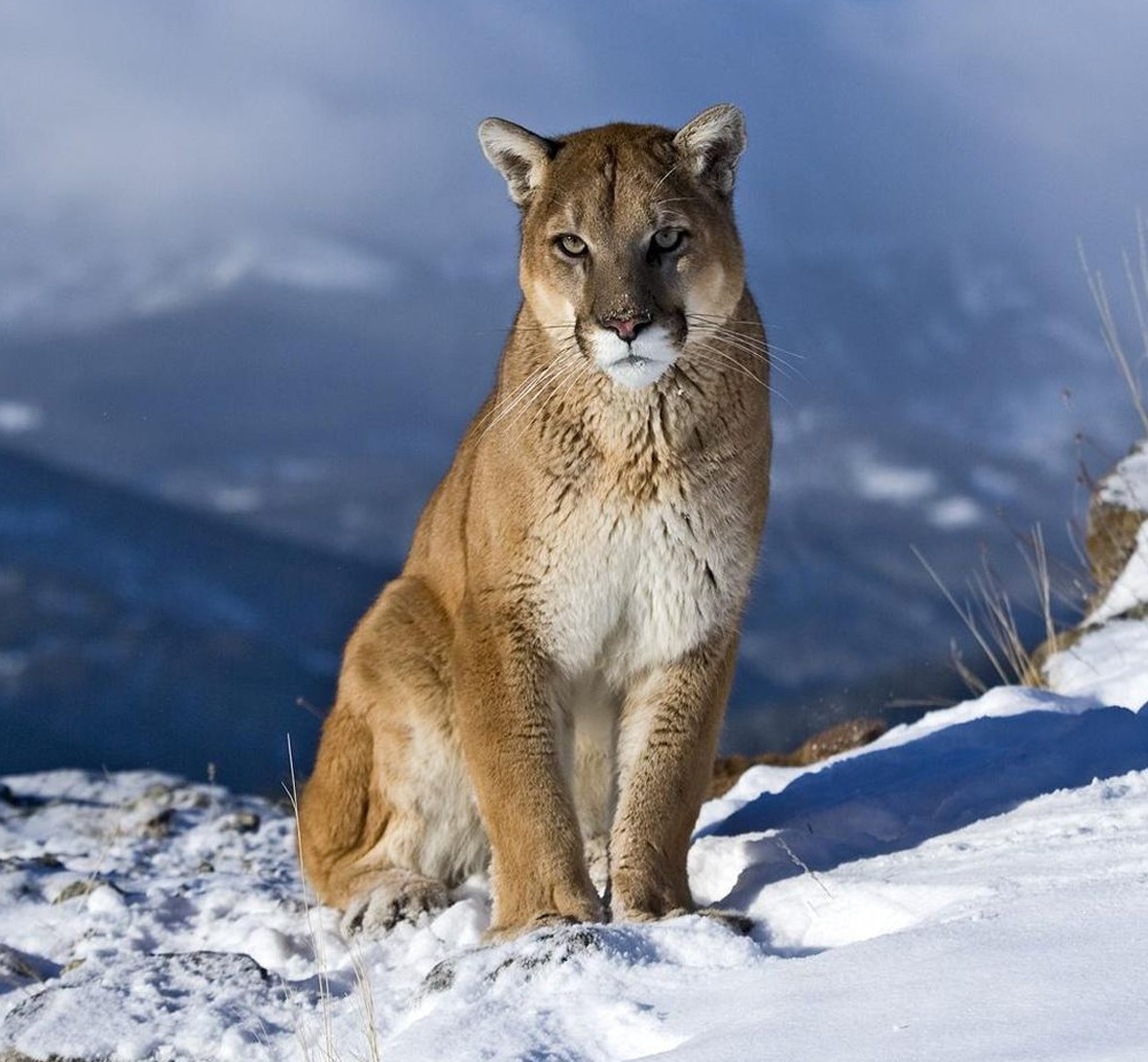 Recomendación mantequilla blusa Puma | Wiki Reino Animalia | Fandom