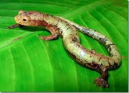 Salamandra1.jpg