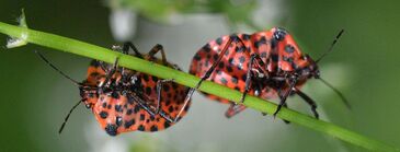 Graphosoma-lineatum-08-2017-p01.jpg