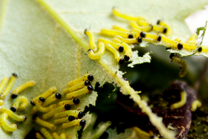 Mariposa rosada del arce 6