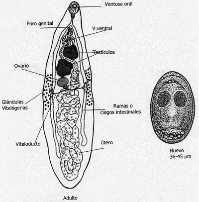 Platelminto, reproducción