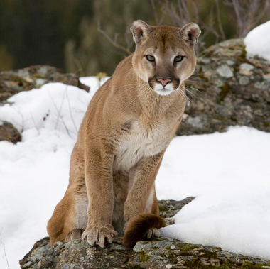 Recomendación mantequilla blusa Puma | Wiki Reino Animalia | Fandom