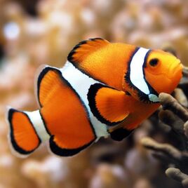 Amphiprion percula