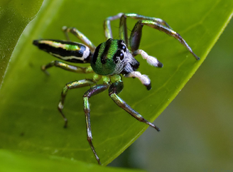 Araña saltarina