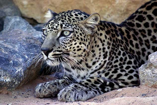 Leopardo arabe 1