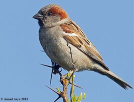 Sparrowsinddighal20130303 e2g2980