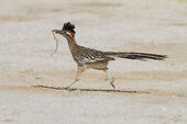 Greater Roadrunner KK APA 2011 20015 158198 ChristopherSchwarz