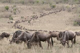 Sergio-pitamitz-wildebeest-connochaetes-taurinus-masai-mara-kenya-east-africa-africa a-G-13042642-4990827