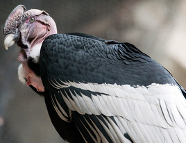 Andeancondor