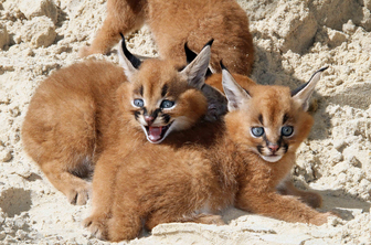 Caracal 2