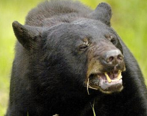 Oso negro 30.png