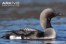 Portrait-of-an-Arctic-loon-in-summer-plumage