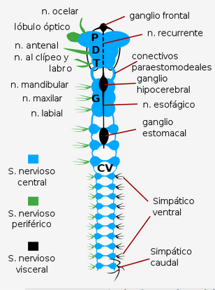 Insects nervous system-es