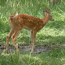 210px-OdocoileusVirginianus2007-07-28fawn