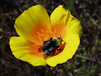 Bombus-franklini.jpg
