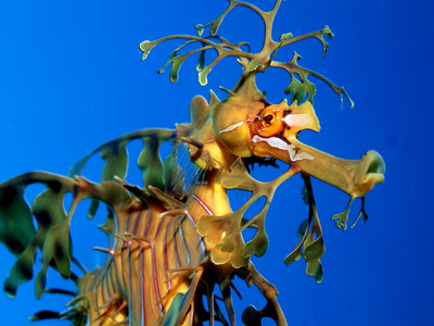 Dragon de mar foliado 6