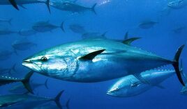 Atlantic-Bluefin-Tuna