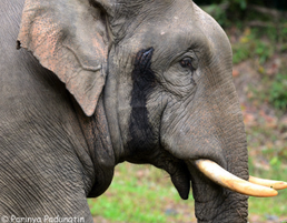 Elefante asiatico 8