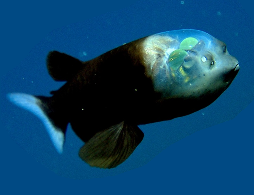 VIDEO: El pez duende, una extraña criatura marina con cabeza transparente