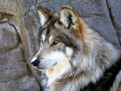 Lobo