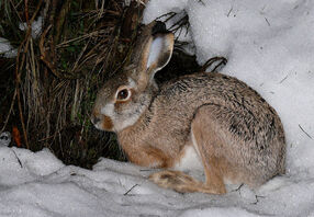 Lepus castroviejoi