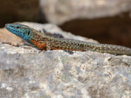Algyroides-nigropunctatus