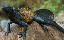 Hidrosaurioxd