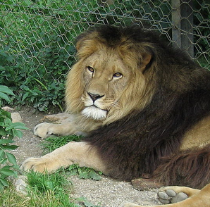 Leon del atlas