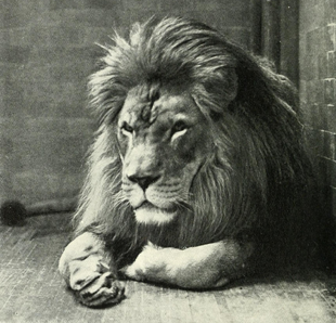 Leon del atlas 3