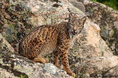 Lince iberico 4