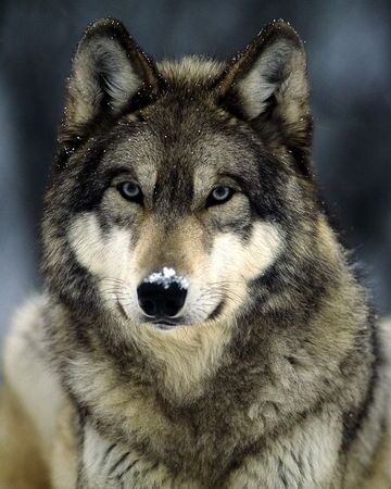 Lobo Gris Wiki Reino Animalia Fandom