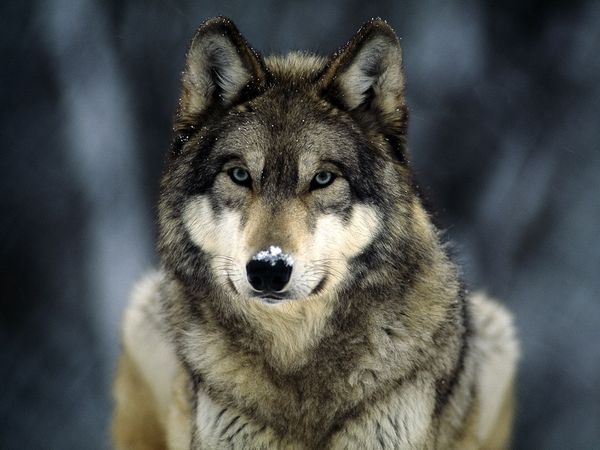 Lobo Gris | Wiki Reino Animalia | Fandom