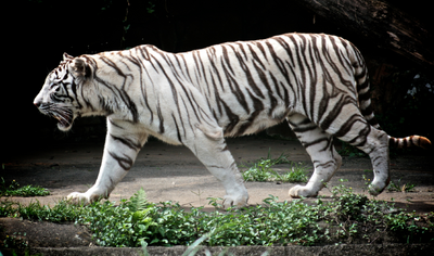 Tigre blanco