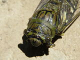 Cigarra Gigante Americana