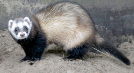 Mustela-putorius