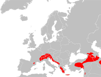 800px-Plecotus macrobullaris range Map.png